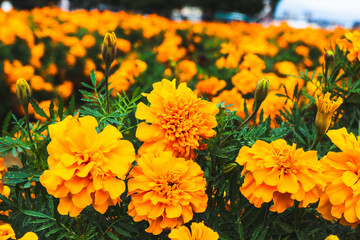 色鮮やかなオレンジ色のマリーゴールドの花