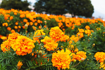 色鮮やかなオレンジ色のマリーゴールドの花