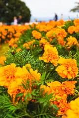 色鮮やかなオレンジ色のマリーゴールドの花