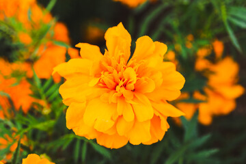 色鮮やかなオレンジ色のマリーゴールドの花