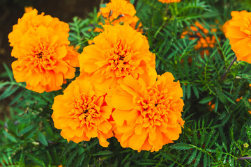 色鮮やかなオレンジ色のマリーゴールドの花