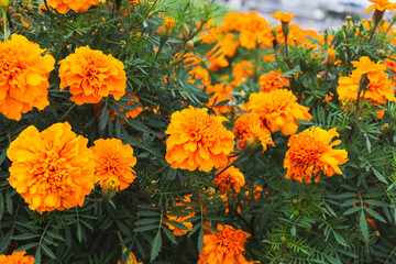 色鮮やかなオレンジ色のマリーゴールドの花