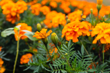 色鮮やかなオレンジ色のマリーゴールドの花
