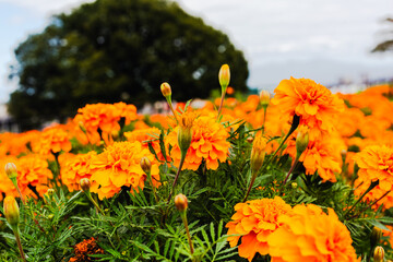 色鮮やかなオレンジ色のマリーゴールドの花