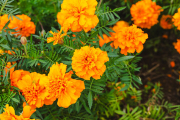 色鮮やかなオレンジ色のマリーゴールドの花