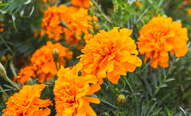 色鮮やかなオレンジ色のマリーゴールドの花