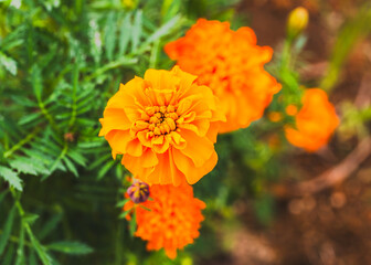 色鮮やかなオレンジ色のマリーゴールドの花