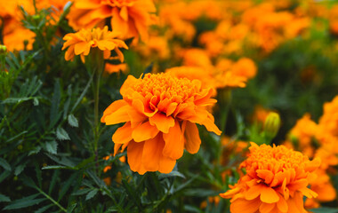 色鮮やかなオレンジ色のマリーゴールドの花