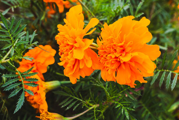 色鮮やかなオレンジ色のマリーゴールドの花