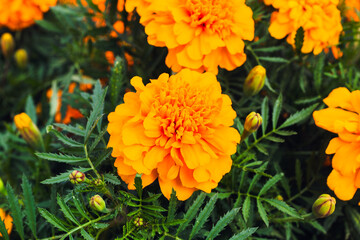 色鮮やかなオレンジ色のマリーゴールドの花