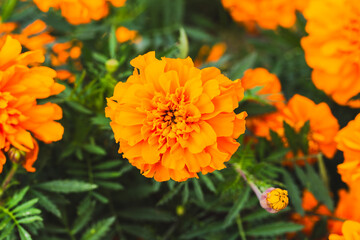 色鮮やかなオレンジ色のマリーゴールドの花