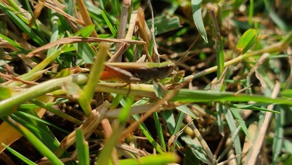 chorthippus