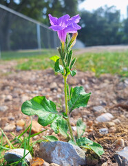 Purple Flower in Gravel