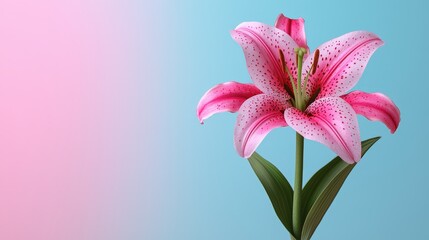 Pink Lily Flower Close up Pastel Background Floral Nature Botany Bloom Spring Summer Beauty