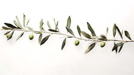 Olive Branch with Green Olives on White Background Botanical Photography