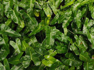Fototapeta premium Beautiful and green leave background of Philodendron Burle Marx