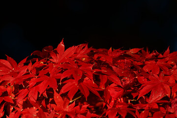 真っ赤な晩秋のモミジ