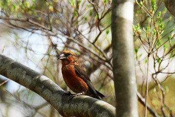 太い枝に止まる春のイスカ