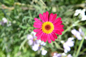 Obraz premium マーガレットの花