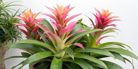 Obraz premium A colorful illustration of a bromeliad plant with vibrant flowers and leaves in shades of pink and green, plant, tropical plants, botanical, flowers, bromeliad plants