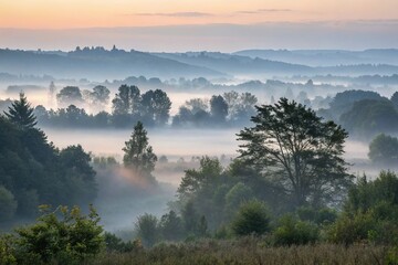 A serene landscape of a misty forest at dawn with trees and foliage shrouded in grey mist, atmospheric conditions, forest scenery, grey mist