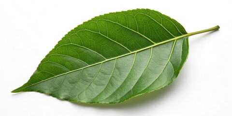 Fototapeta premium A single large green leaf on a white background with minimal shadows and highlights, single, plant