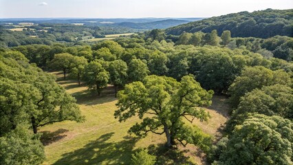 Obraz premium Overhead view of a forest with oak trees, overhead view, rural scene