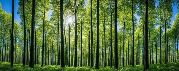 Obraz premium Dense green forest under a clear blue sky, with sunlight filtering through the treetops and highlighting the layers of leaves, bark, and undergrowth