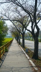street trees without leaves