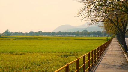 Obraz premium a yellow rice paddy on the side of the road