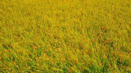 rice paddies turning yellow