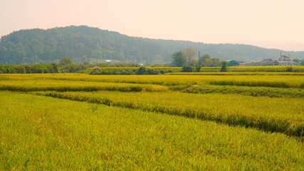 rice paddies turning yellow