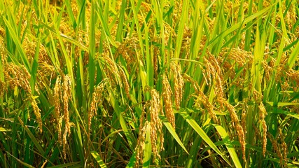 Rice ears ripening yellow