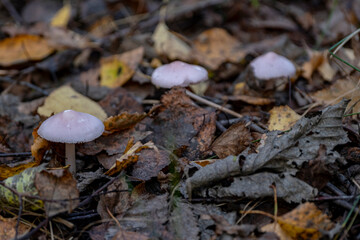 Mycena rosea, commonly known as the rosy bonnet