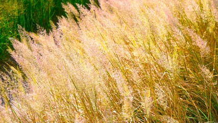 Golden shining reeds