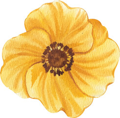 Hand-drawn yellow Anemone flower Watercolor