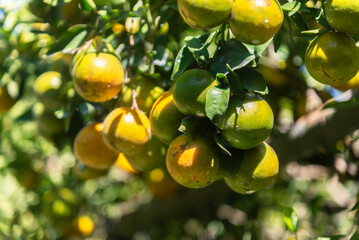 Bright and fresh oranges on the tree ready for harvest
