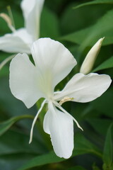 Fototapeta premium A delicate white flower with a unique petal arrangement, set against a backdrop of lush green leaves.