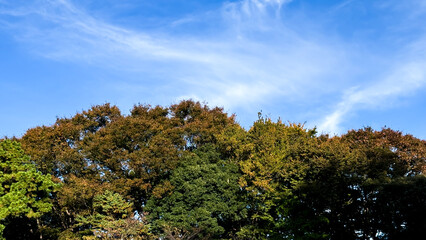 The beautiful views in Tokyo