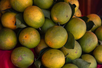 Bright and fresh oranges on the tree ready for harvest