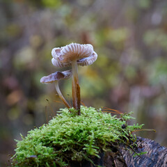 Pilz, Helmling auf einem toten Baumstamm im Herbst im Wald
