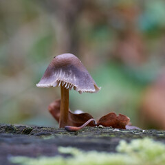 Pilz, Helmling auf einem toten Baumstamm im Herbst im Wald