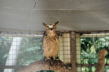 Buffy fish owl or Malay fish owl in a cage, selective focus