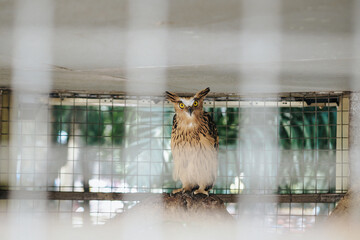 Buffy fish owl or Malay fish owl in a cage, selective focus