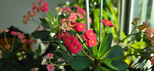 Fototapeta premium red and yellow flowers