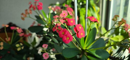 red and yellow flowers