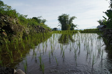 A scenic view of a terraced rice field with young rice plants growing in water.