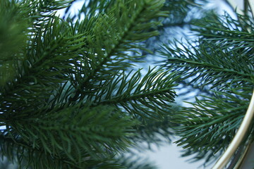 branches of a pine