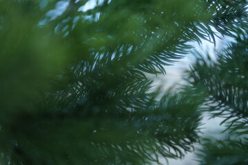 branches of a pine