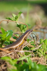 A small, brown lizard with yellow stripes sunning itself on a plant in a field